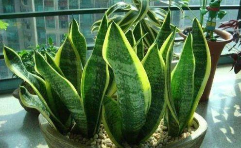 『虎皮兰』家居养这几朵花,花开不断,好养易开花,花香四溢飘满屋,美爆了