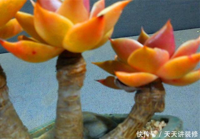 「阳光」3种橙色多肉,各自用对养护方法,出状态后如阳光般灿烂明媚