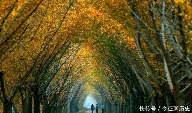  #谁种#南京城中这么多梧桐树究竟是谁种的？真是蒋介石为宋美龄种的吗？