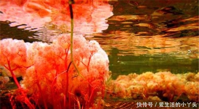 全球十大奇特的自然景观,五色河呈现五种色彩,看起来非常的梦幻