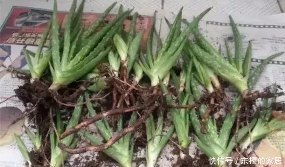 盆变|芦荟1盆变多盆,只需学会这招
