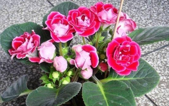  『难看』“3种花”就怕晒太阳，再喜欢也别晒，否则黄叶不断，越养越难看