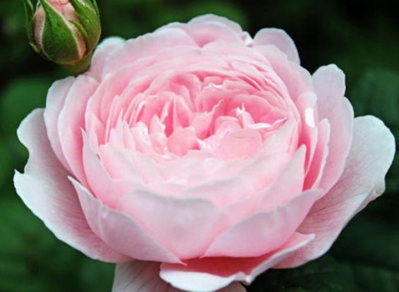  「女王」养花不如养盆瑞典女王，花大色艳，花姿妖娆，花期一到阳台变花园