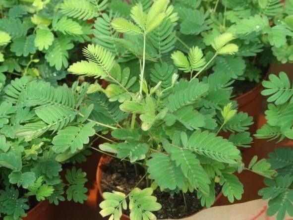 『室内』不是所有的花都能室内盆栽,若为健康故,请远离这4种植物