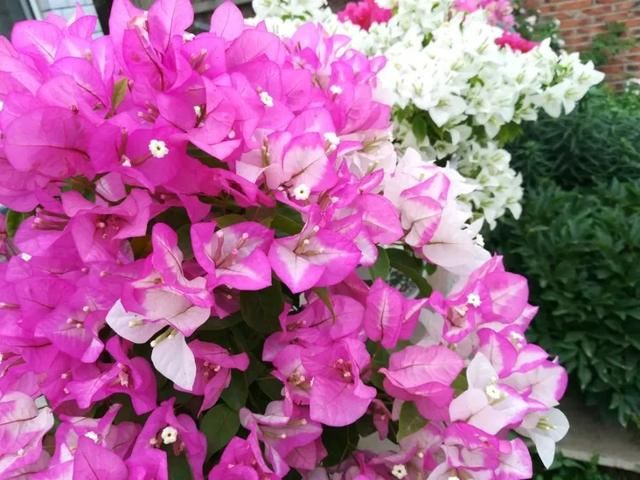  三角梅苗■刚买的扦插三角梅换盆易掉叶枯枝？采用套盆法，养根才是正途