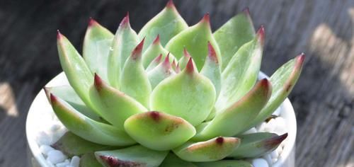  「生长」多肉植物黑腐是否是浇水造成的，多肉植物如何浇水？