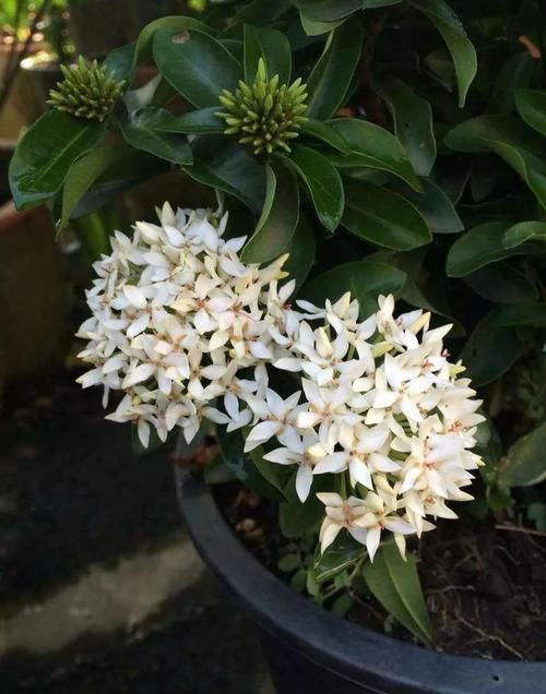 #较多#四季花开不停的龙船花,比绣球花好养,被人称作水绣球花