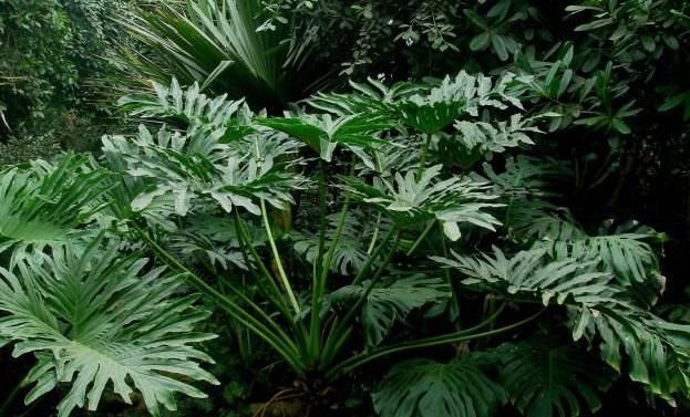  『琴叶榕』3种以“病菌为肥”的花，杀毒清细菌，室内养上两盆，家人健康