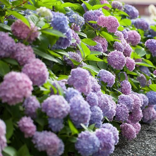  [花钱买]建议家里有空地：鲜花不再花钱买，阳台种一盆，天天采不完