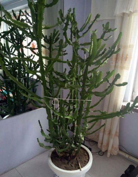  『清香木』这3种植物再贵也要养，客厅养1盆，身体会越来越强壮！