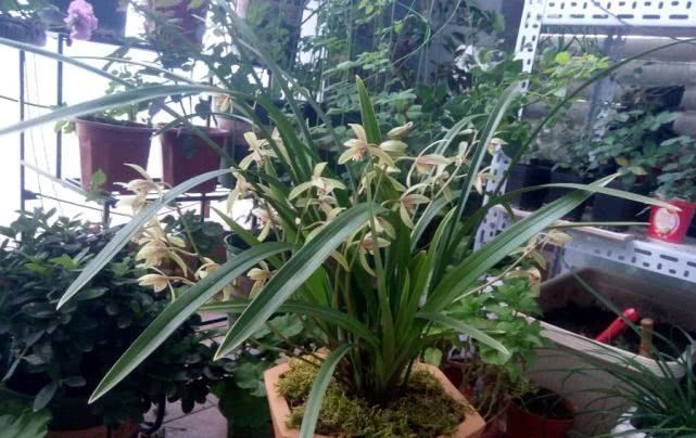  [新手]此兰花最适合新手养，花色美丽好养活，花开能“香飘满屋”，还很便宜！