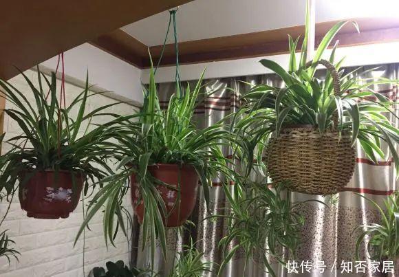  『排水良好』家里角落太单调，就养这几种植物试试吧