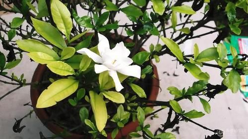  「软肋」栀子花“黄叶”毛病多？避开2个软肋，随随便便养活，绿叶满盆花
