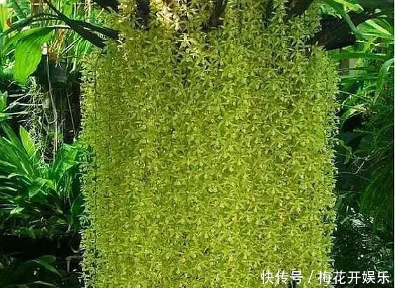  『保养技巧』此5种“瀑布型”花卉，浇点“水”就爆盆，没有光线都成花海！