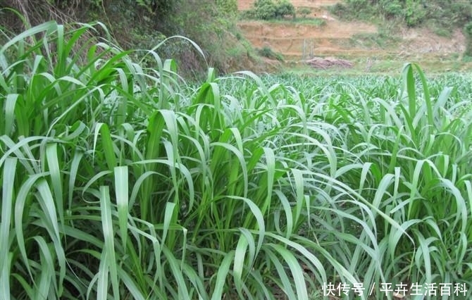  #肉牛#有的养牛户一亩皇竹草养5头牛，他们是怎么做到的？