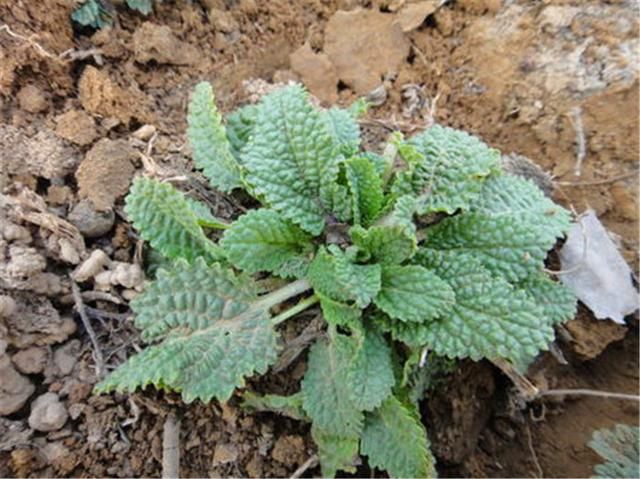 农村的这种杂草，叶子上都是小疙瘩，却被誉为“全能草”