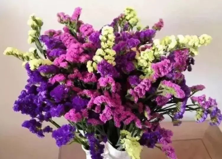  『美出』4种“女神花”，名字好听，花更美，高端大气上档次，美出新天地