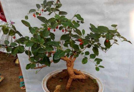  「植物」2种植物，被嫌它们普通，都具有“保健功能”，在阳台上栽几盆吧