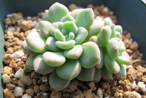  「香味」这几朵香香花，蚊子最不喜，可香气对人们来说却很好闻，花香迷人
