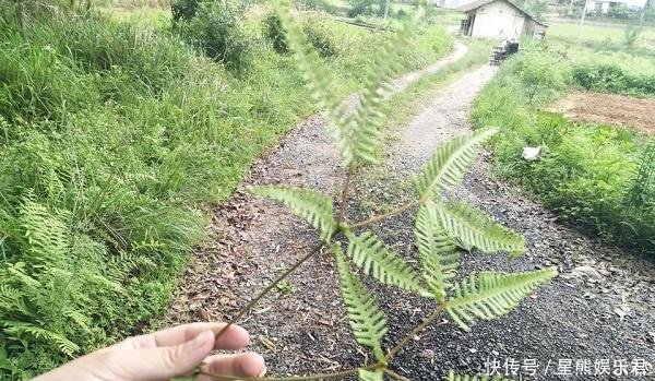 这种杂草在农村很常见 通常把它当作柴火用，殊不知它的用途很广