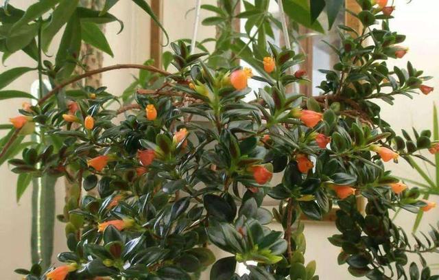 「养护」阳台养1盆这种花,比金边吊兰漂亮,1个种植诀窍,叶翠绿开花多