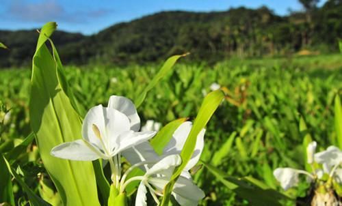  「山地」野姜花喜生于低海拔山地、平野的水岸边，花朵清新素雅，香味芬芳