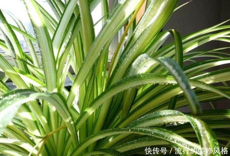  『家里』家里最适合4种花卉，好养易爆盆，关键空气好、病菌少