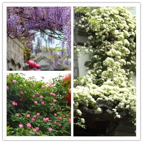 「木香花」老门东,花都开好了!
