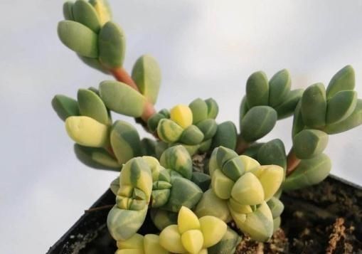 花量|养鹿角海棠,没事吃“黑渣”,叶片肥、花量多,养几盆爆几盆