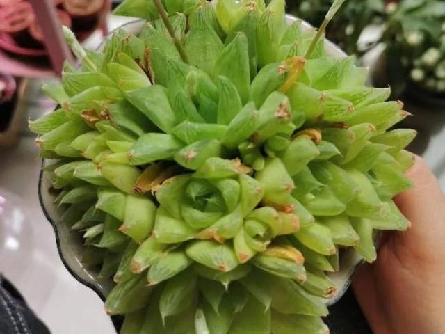  「图片作者」10种花，春天不能晒，躲屋里最安全！