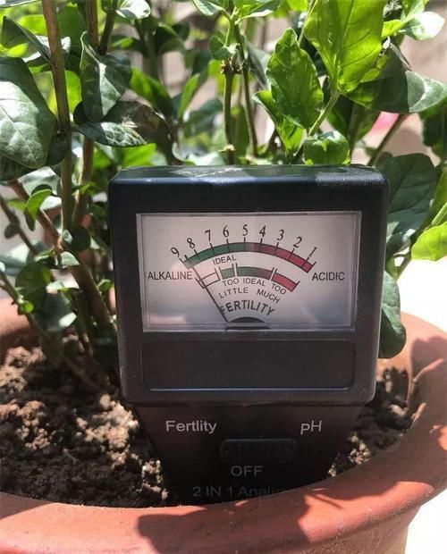  『图片作者』栀子茉莉千万别用这种土，养一盆死一盆！