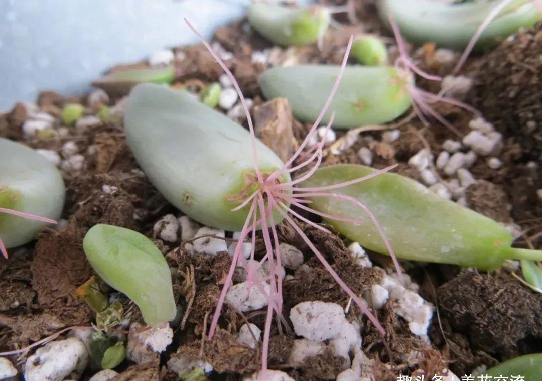  [植物的侧芽]轻松繁殖多肉植物的三种方法，不要觉得养多肉有多难