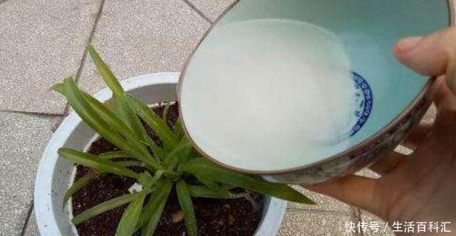  [养花]家庭养花如何浇水？注意3个“细节”，根系壮，开花多，植株旺