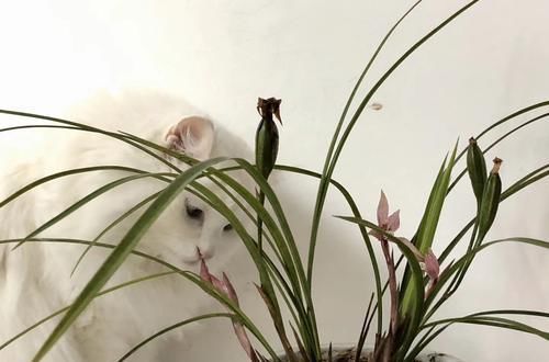 营养@兰花叶片被猫霍霍光了,居然冒出好多花苞,可以顺利开花吗?
