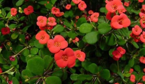  【花朵来】养花就选这2种，一年四季都开花，是家庭盆栽佳品！