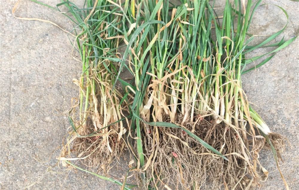  「返乡」农民打工返乡，田间小麦发黄，怀疑肥料有问题，农技专