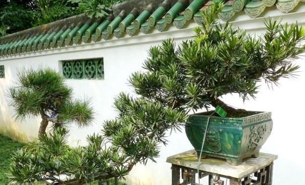  [把它]养这“昂贵盆景”不花钱，折1根枝“插”土里，15天生根，长势猛