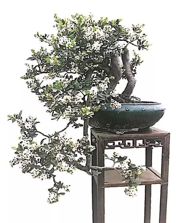 岭南盆景石斑木,可赏骨架可赏花,十六年成型案例分享