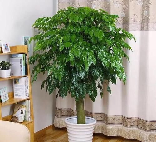  「适合」5种花，真心不适合养“屋里”，喜欢可以养室外，更好