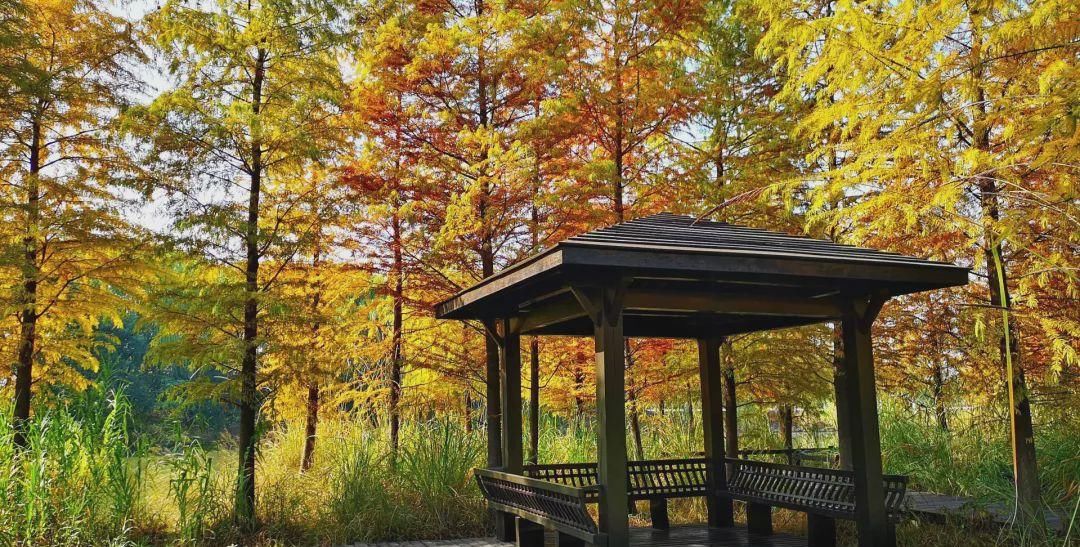 无锡高新区赏叶地图，这里藏着你不知道的最美秋色