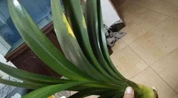  「花草」养花草、玩扦插,用点这“粉”,比多菌灵有效!烂根黑腐全没有!