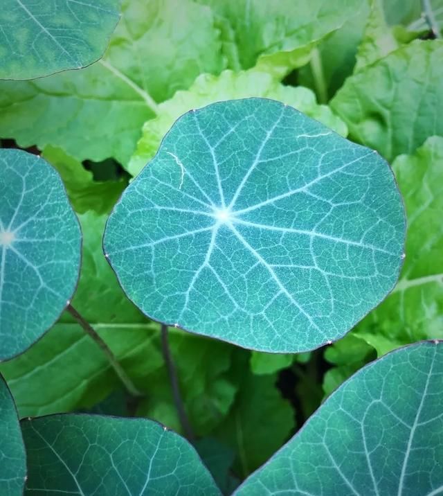 十一月，家里的植物