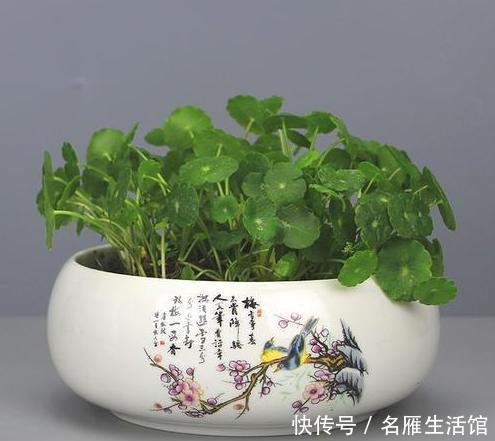  便是|3种绿植，开花便是“好兆头”，家里放一盆，日子顺风又顺水！