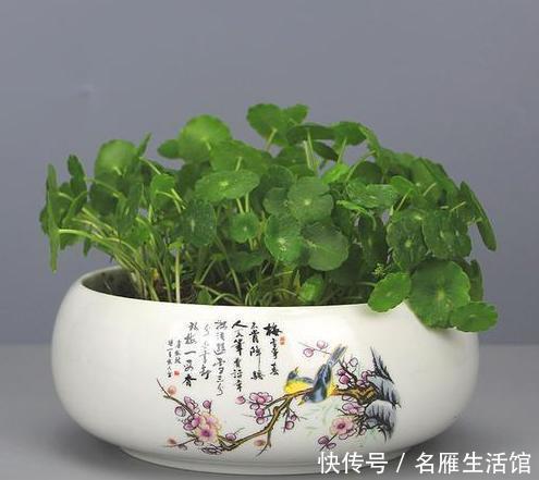 便是|3种绿植,开花便是“好兆头”,家里放一盆,日子顺风又顺水!