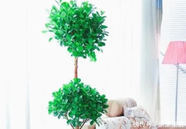  「好运」有钱人都养的4种花，摆在家里镇宅旺财，好运源源不断滚过来！