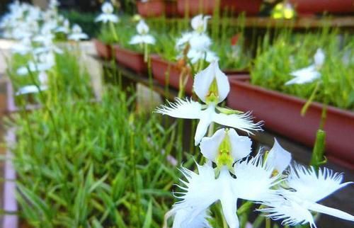  十足@绿叶中开出“白鹭花”，翩翩起舞仙气十足，不养一盆太可惜
