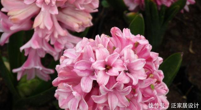 『叫洋』一种“种球花”颜值高,开花一大朵,外国人叫洋水仙,有水就活