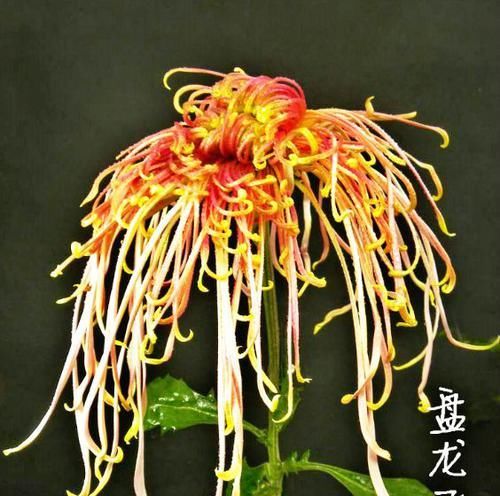  「玫瑰」喜欢玫瑰，不如养盆“菊中珍品”盘龙飞天，似祥龙翱翔，高贵威武