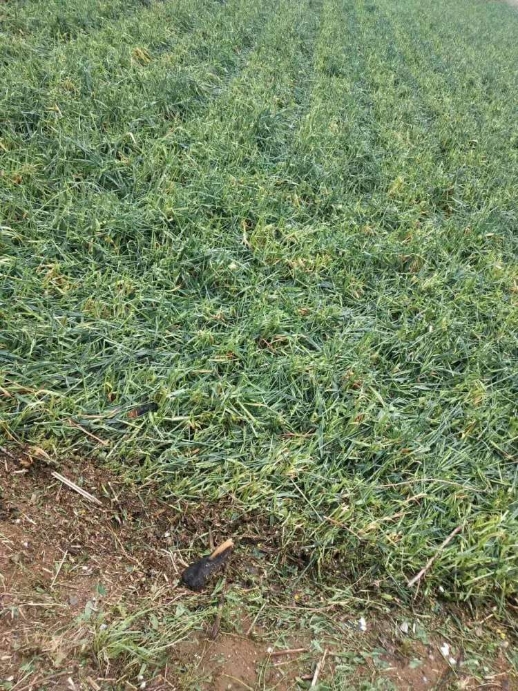  葡萄|葡萄大棚被冰雹打成筛子......一场冰雹 莱西多个乡镇农作物受损