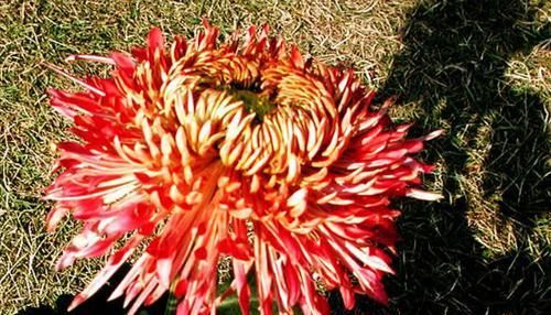  『优良』喜欢菊花，不如养盆优良名菊“黄水明珠”，花似荷包蛋，美丽高雅
